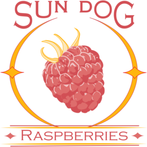 Logo for the company Sun Dog Raspberries. Features a raspberry in the center of a circular sun flare known as a sun dog.