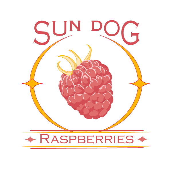 Logo for the company Sun Dog Raspberries. Features a raspberry in the center of a circular sun flare known as a sun dog.